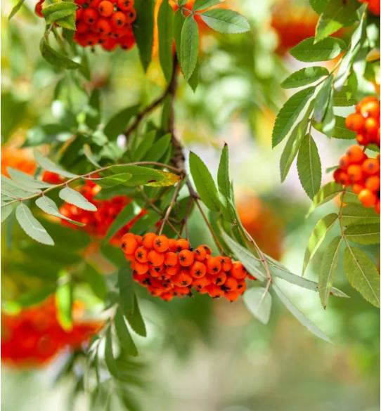 itemimage