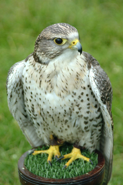 Falken i Luleå logo