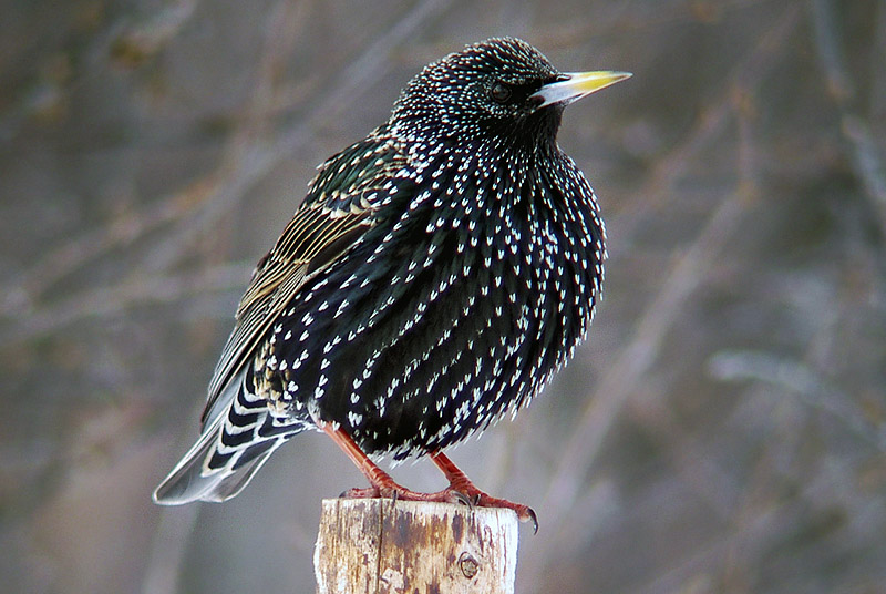 HSB Brf Staren i Sundbyberg